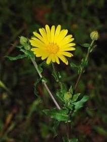 Calendula Essential Oil Tincture