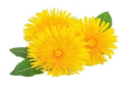 Dandelion Essential Oil Tincture for Body