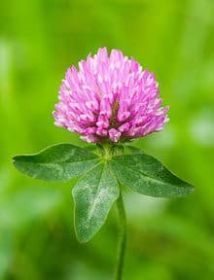 Red Clover Essential Oil Tincture