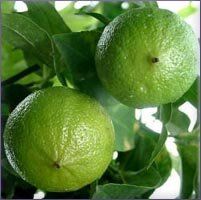 Bergamot Essential Oil (size: sample)