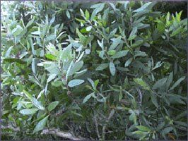 Cajeput Essential Oil (size: sample)