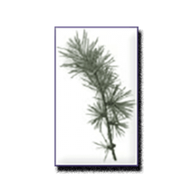 Cedarwood Essential Oil (size: 0.5 oz)