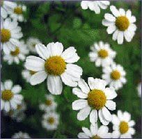 Roman Chamomile Essential Oil (size: sample)