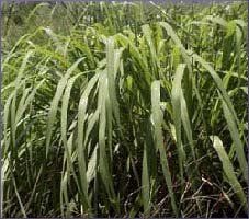Citronella Essential Oil (size: sample)