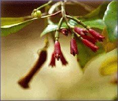 Clovebud Essential Oil (size: sample)