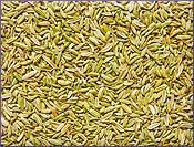 Fennel Essential Oil (size: sample)