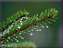 Fir Needle Essential Oil (size: sample)