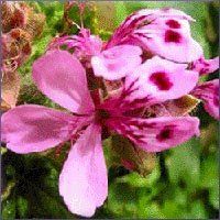 Rose Geranium Essential Oil (size: sample)