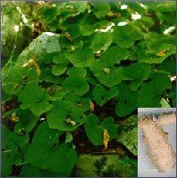 Ginger Essential Oil (size: sample)