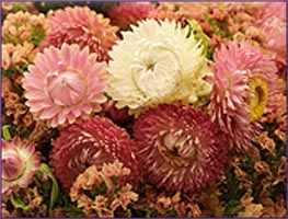 Helichrysum Essential Oil (size: sample)