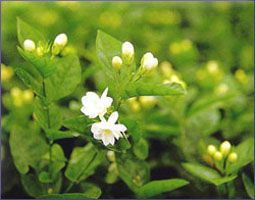 Jasmine Essential Oil (size: sample)