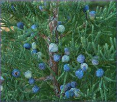 Juniper Berry Essential Oil (size: sample)