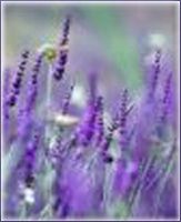 Lavandin Essential Oil (size: sample)