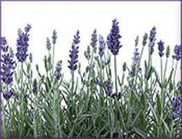 Lavender Essential Oil (size: sample)