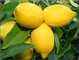 Lemon Essential Oil (size: sample)