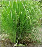 Lemongrass Essential Oil (size: sample)