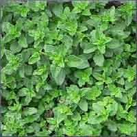 Marjoram Essential Oil (size: sample)