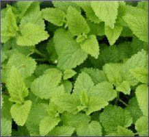 Melissa Essential Oil (size: sample)