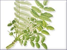 Myrrh Essential Oil (size: sample)