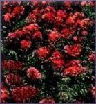 Myrtle Essential Oil (size: sample)