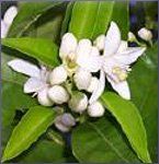 Neroli Essential Oil (size: sample)
