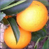 Orange Essential Oil (size: sample)