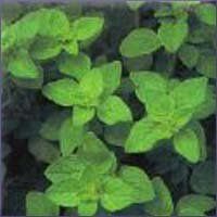 Oregano Essential Oil (size: sample)
