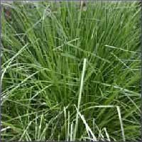 Palmarosa Essential Oil (size: sample)