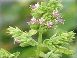 Patchouli Essential Oil (size: sample)