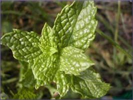 Peppermint Essential Oil (size: sample)