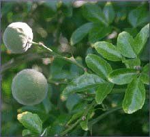 Petitgrain Essential Oil (size: sample)