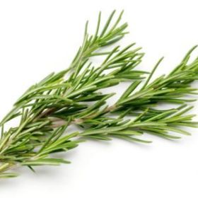 Rosemary Essential Oil (size: sample)