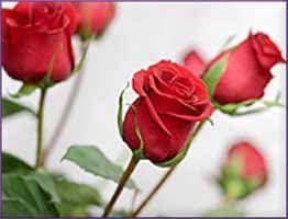 Rose Essential Oil (size: sample)