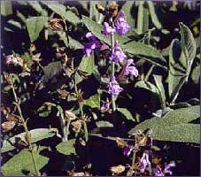 Sage Essential Oil (size: sample)
