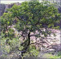 Sandalwood Essential Oil (size: sample)