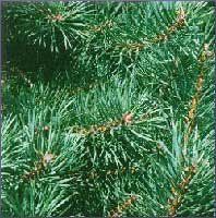 Scotch Pine Essential Oil (size: sample)