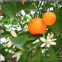 Tangerine Essential Oil (size: sample)