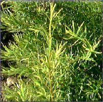 Tea Tree Essential Oil (size: sample)