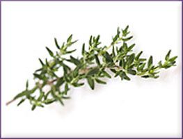 Thyme Essential Oil (size: sample)