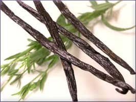 Vanilla Essential Oil (size: sample)