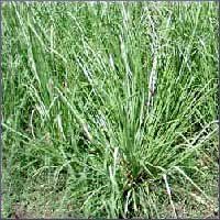 Vetiver Essential Oil (size: sample)