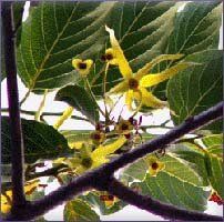 Ylang Ylang Essential Oil (size: sample)